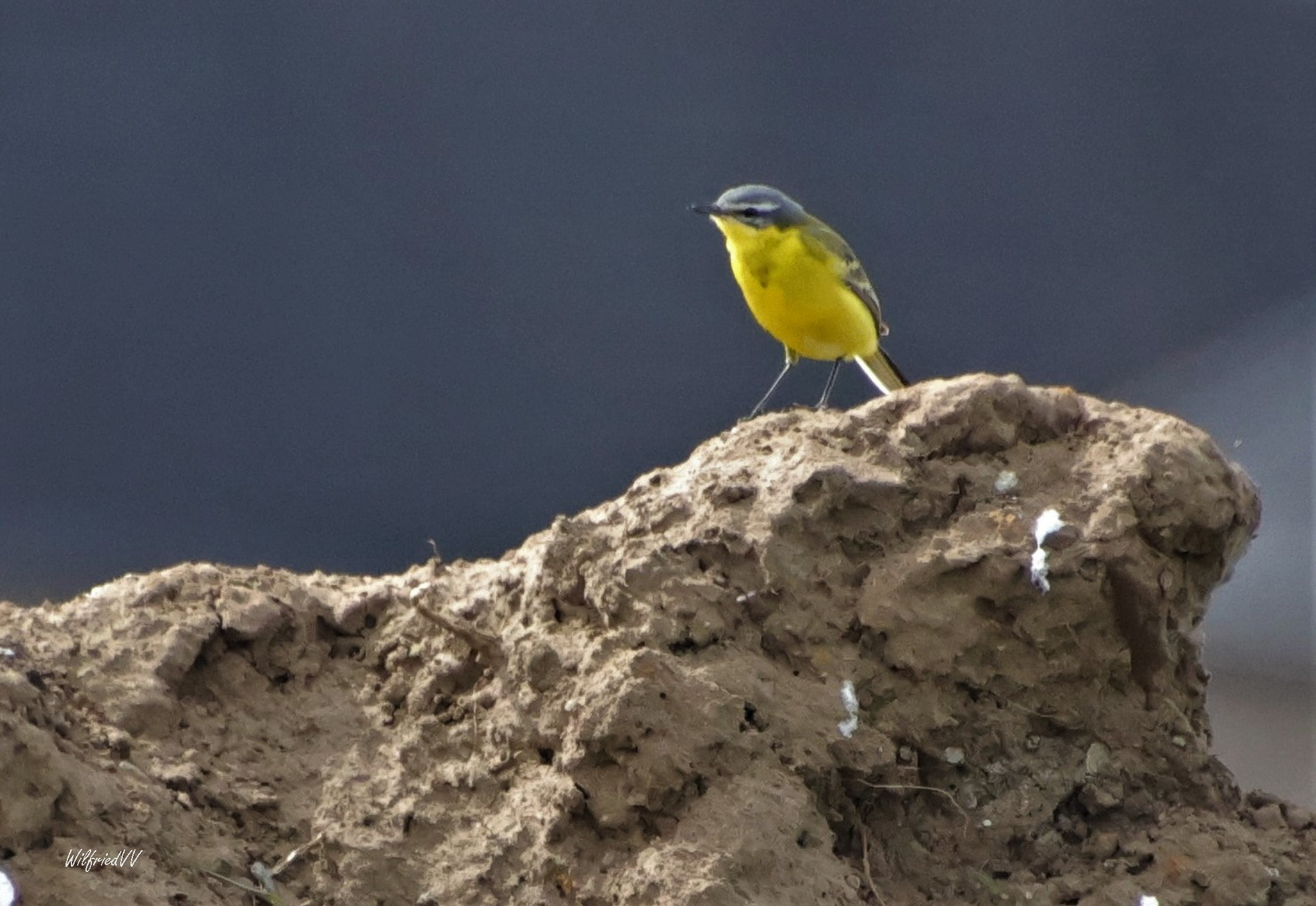 WVVgele kwikstaart (1)