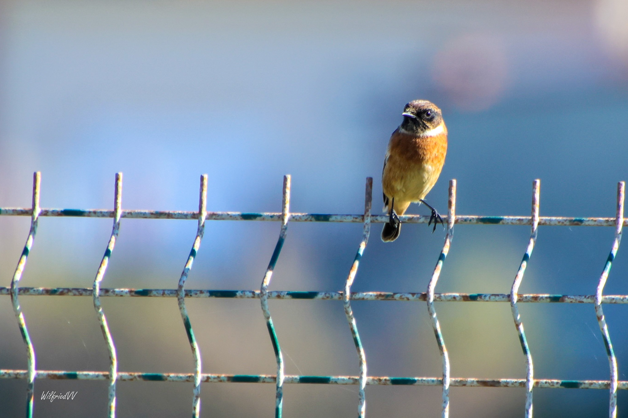 WVVroodborsttapuit (2)