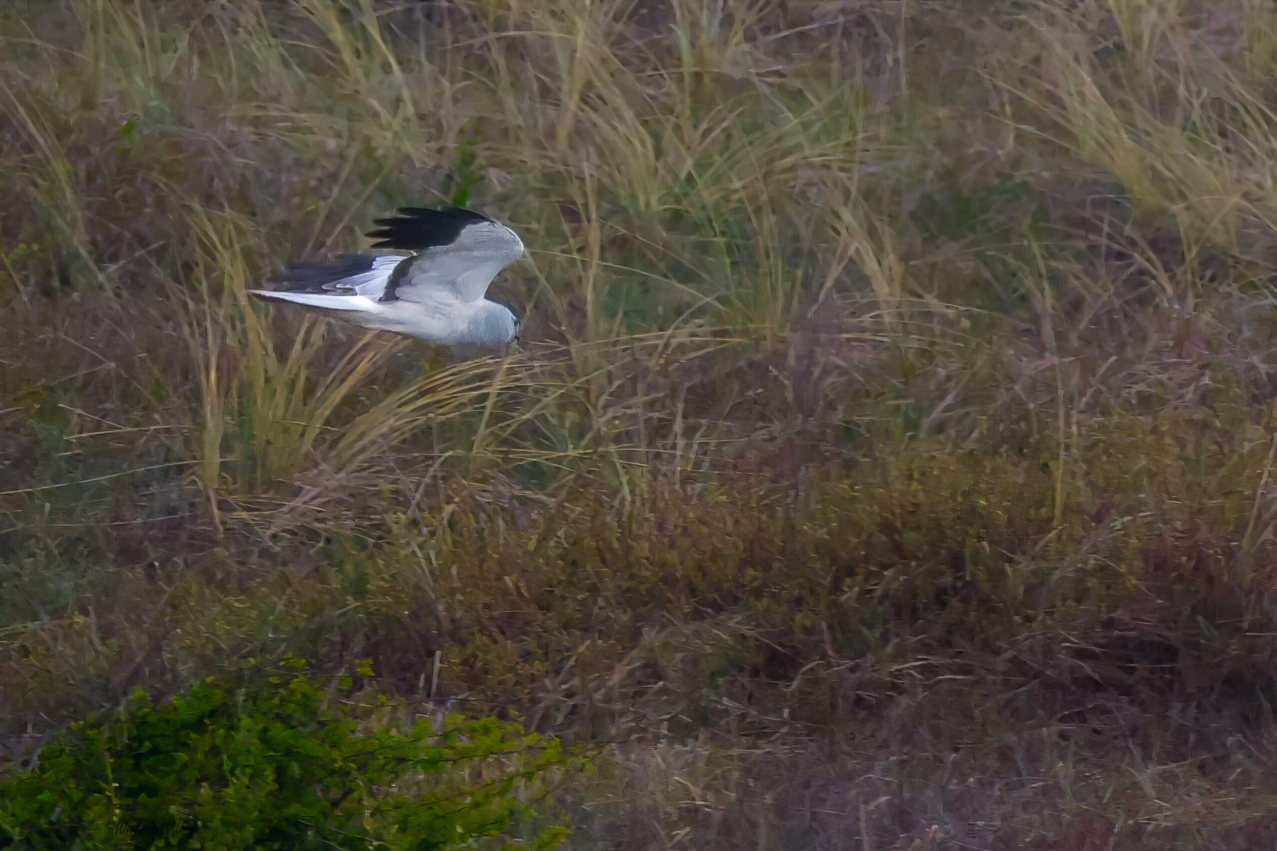 WVVblauwe kiekendief (1)